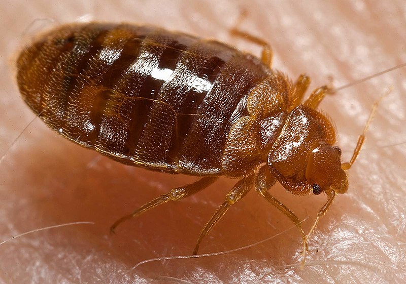 Bed Bugs Control